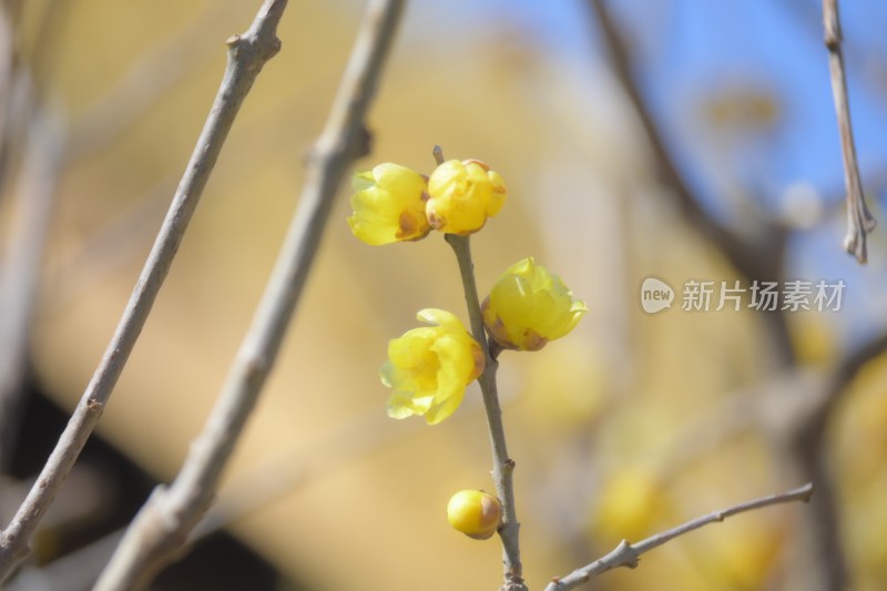 红墙前绽放的黄色花朵