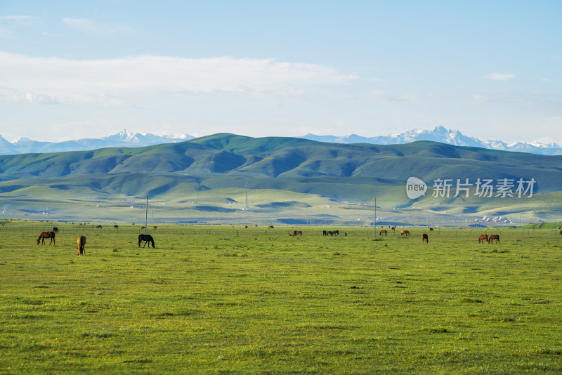 中国新疆草原上的马