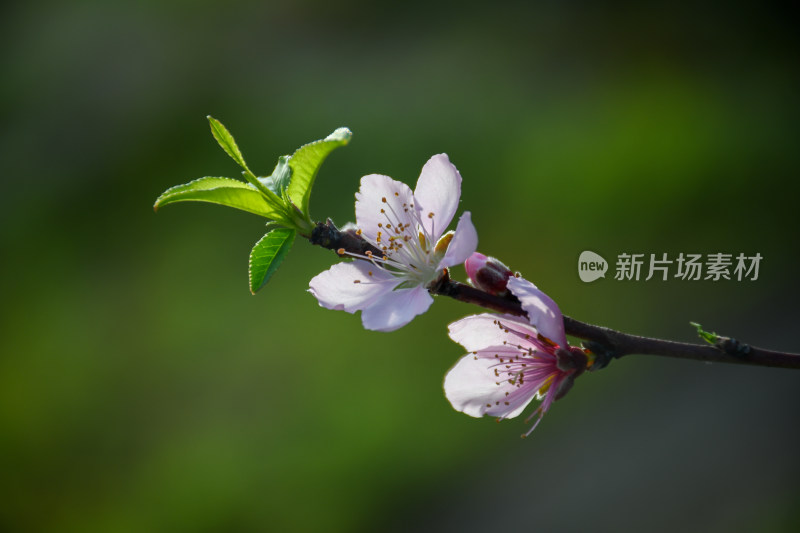 春意盎然的桃花枝