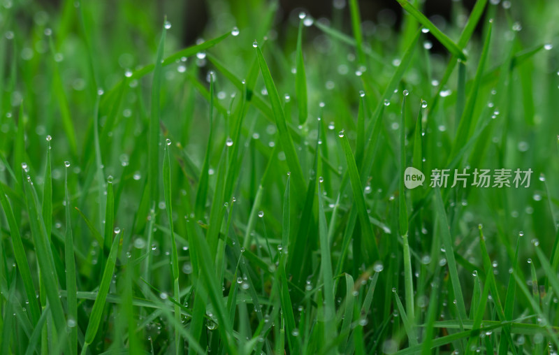 雨后青草上亮晶晶的露珠