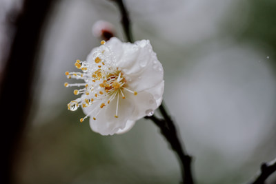 微距视角下的西溪湿地雨中盛开的梅花