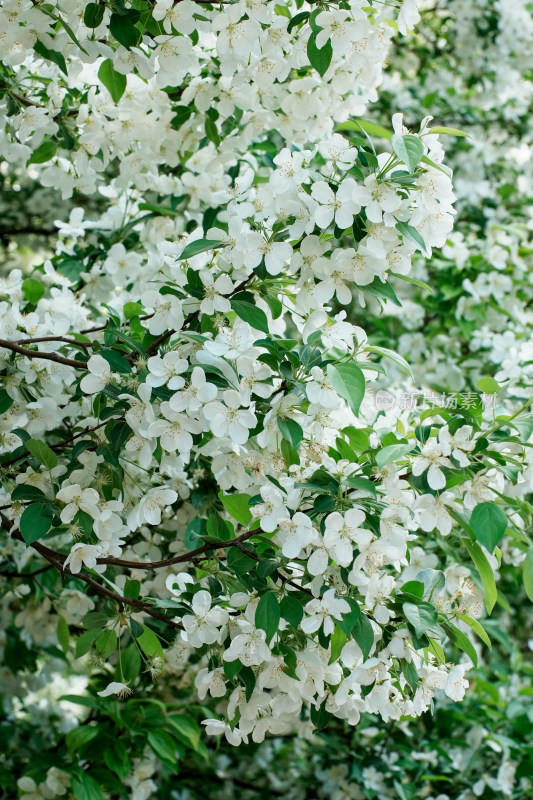 北京陶然亭公园白海棠