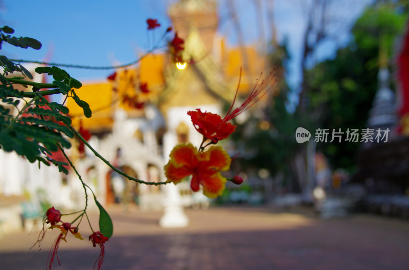 泰国清迈街景