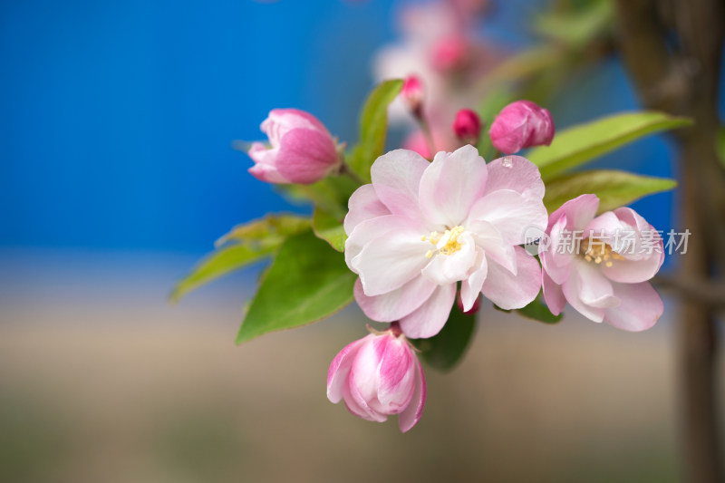 春天的海棠花