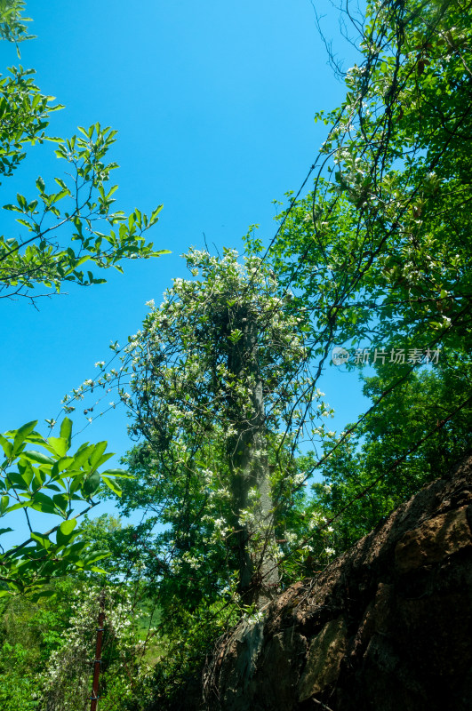 山中的自然风景