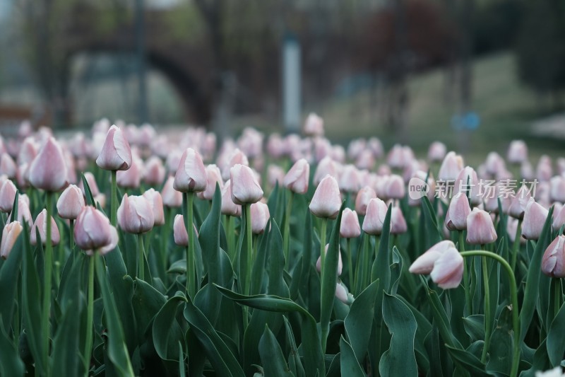 郁金香花海