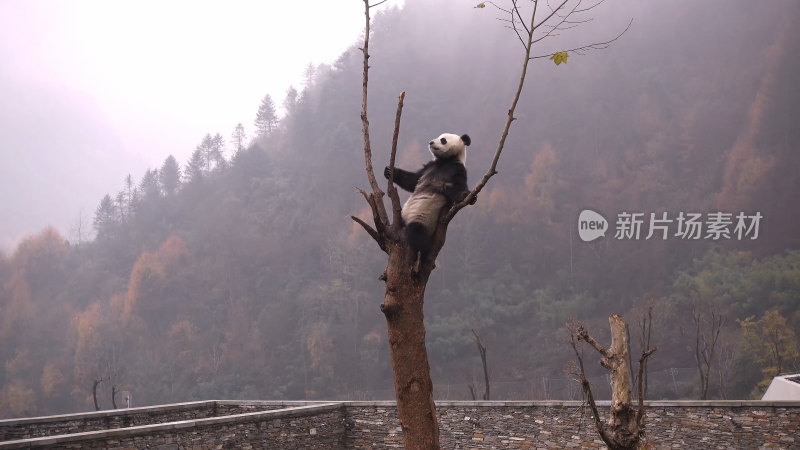 中国四川卧龙熊猫王国