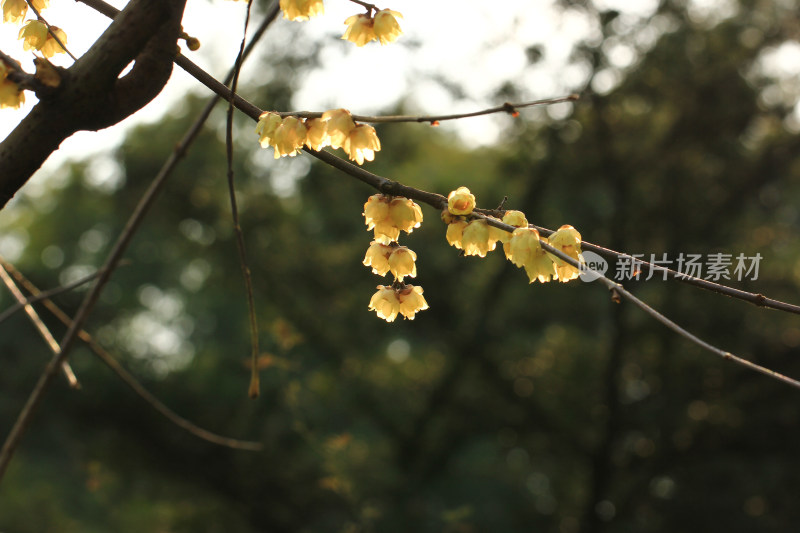 数九寒天的蜡梅花枝