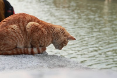 悠闲的小猫