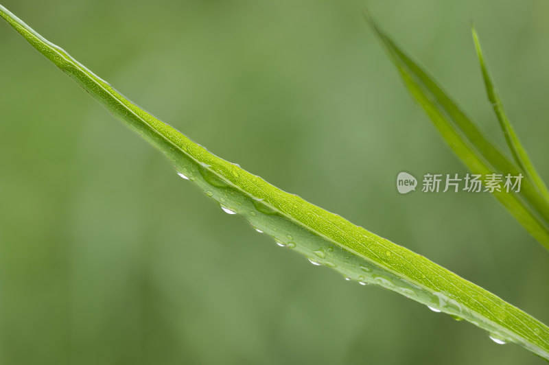 翠绿叶子上晶莹剔透的雨滴水珠