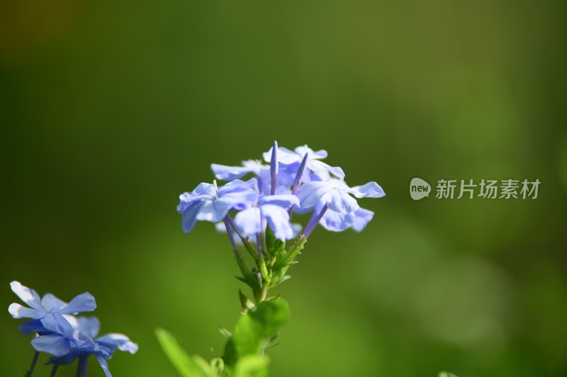 厦门忠仑公园蓝雪花