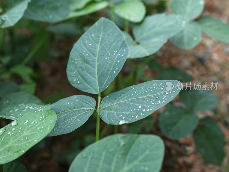 春天绿色的植物叶子树叶和水滴雨滴