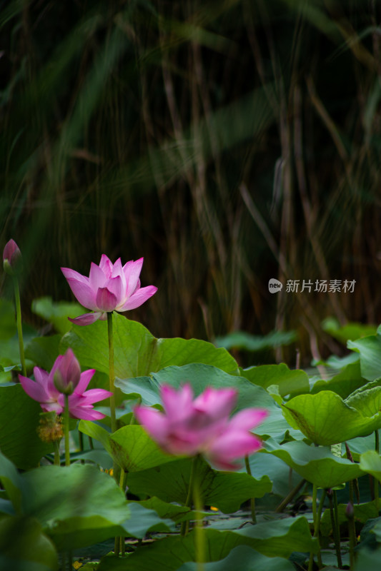 荷花/荷叶/池塘/莲花