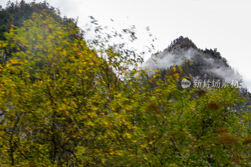 秋天树林云雾山峰