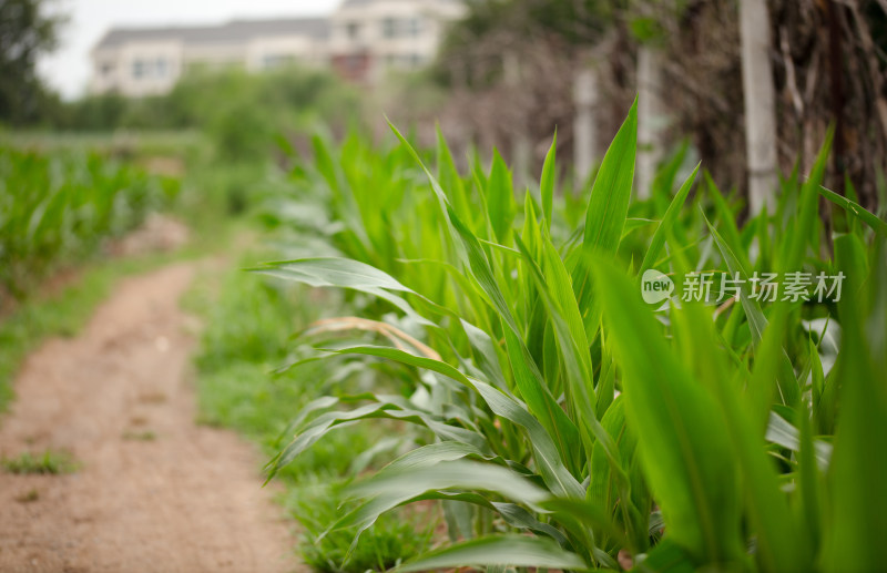 青色的玉米禾苗茁壮成长