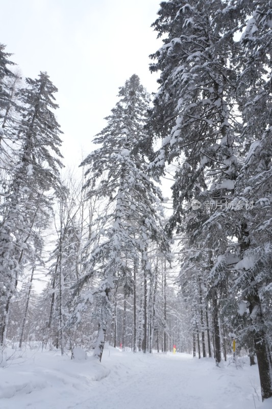 雪乡羊草山雪松