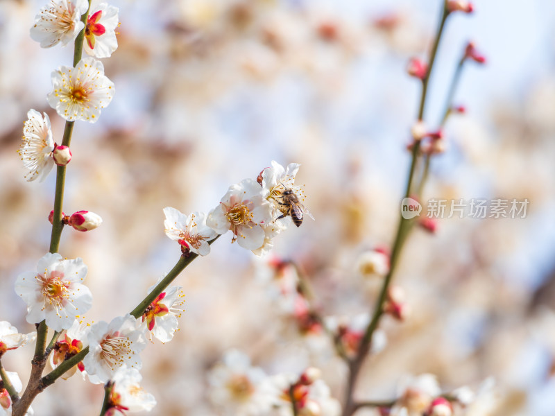 盛开的白梅花间有蜜蜂飞舞