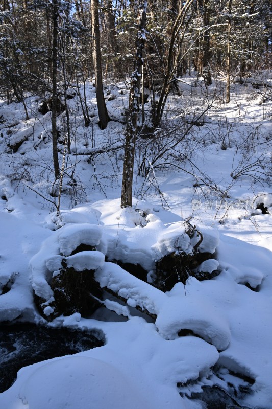 雪后树林景象，积雪覆盖树木岩石