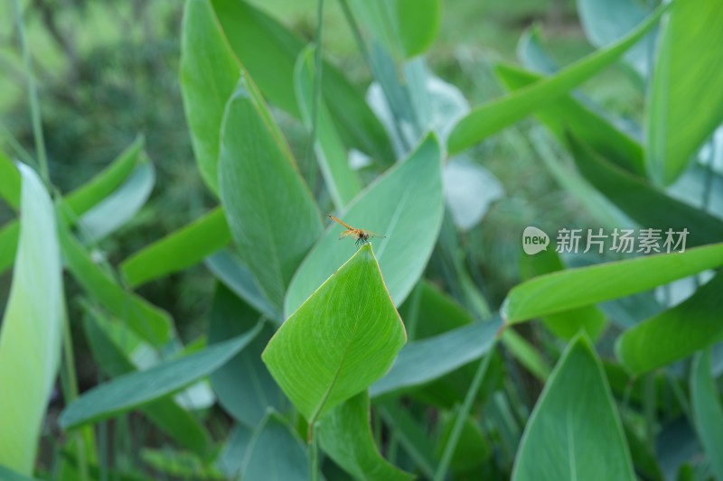 高像素下的蜻蜓（请查看原图观赏）