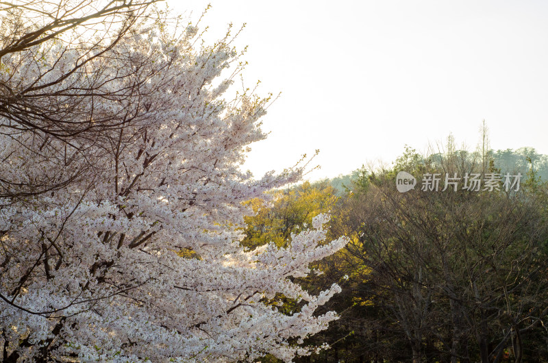 春天盛开的樱花花枝