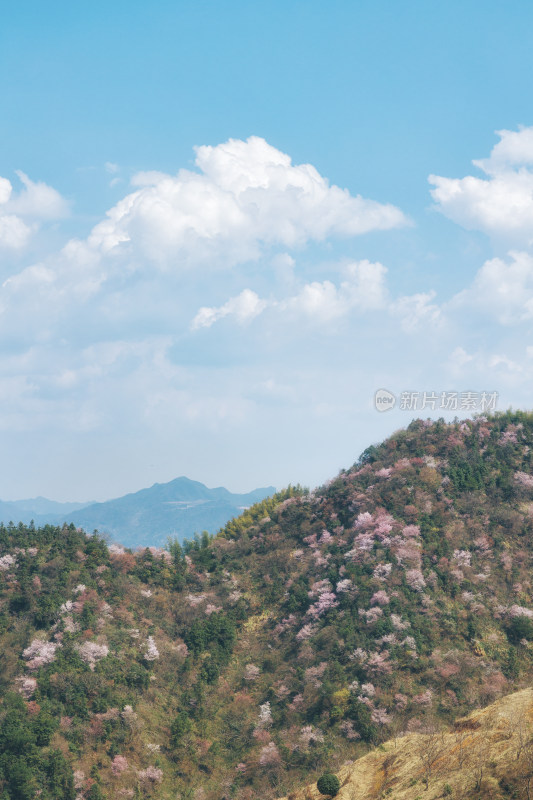 杭州建德三都镇八亩丘春天山樱花盛开