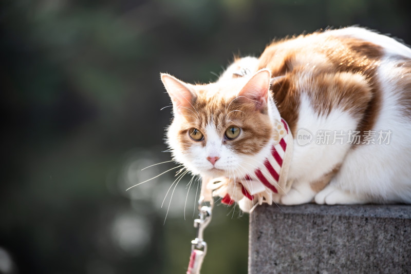 上海嘉定古猗园里的猫