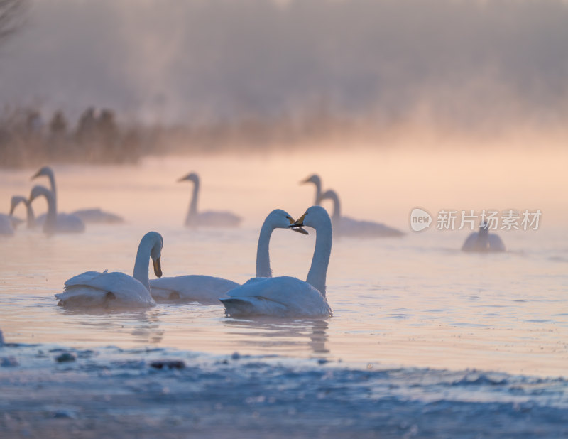 冬季白天鹅在寒冷的北方河面游泳觅食
