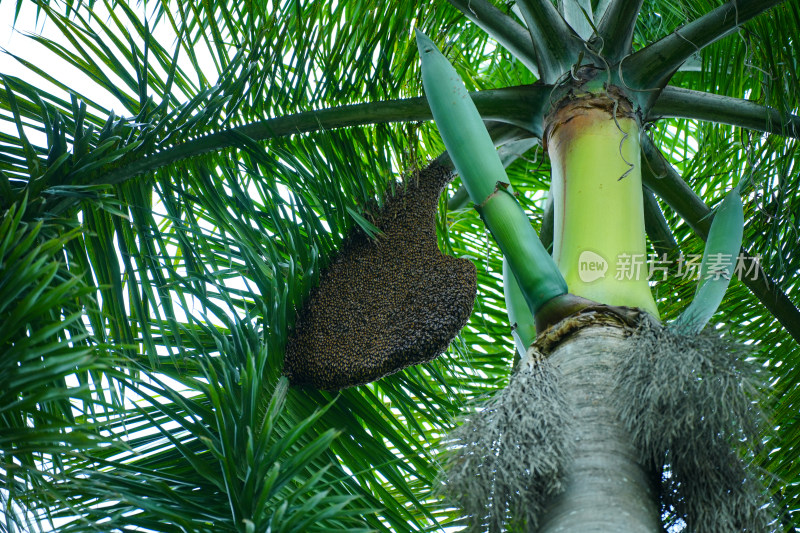 棕榈树上的蜂巢