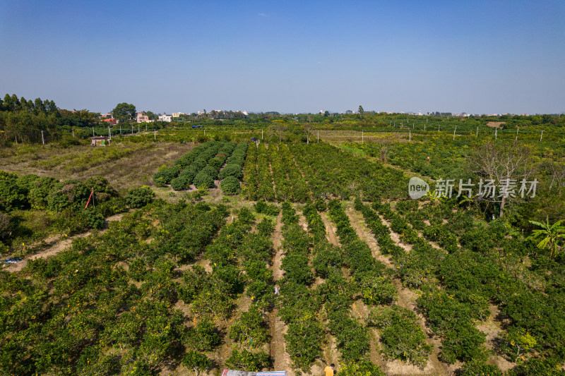 湛江红江农场廉江红橙种植园