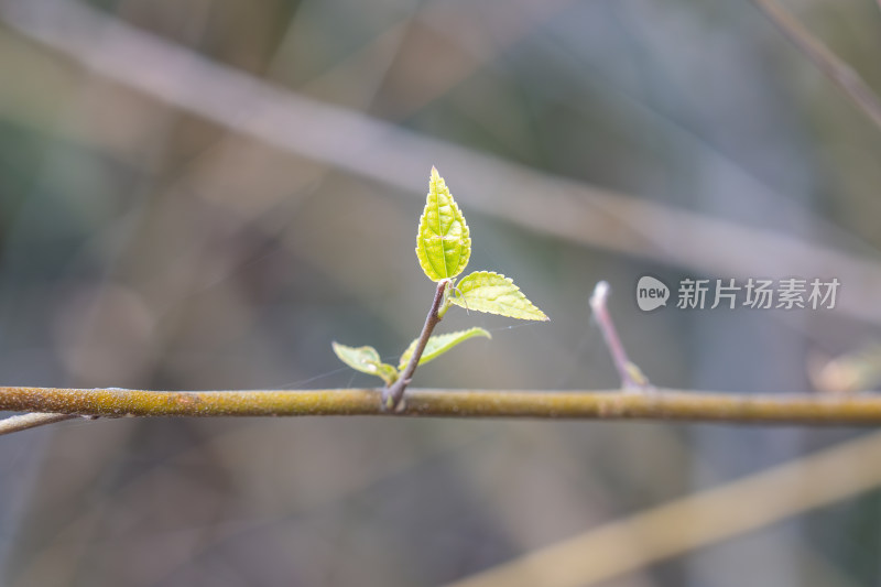 树枝上刚长出嫩绿新叶的特写