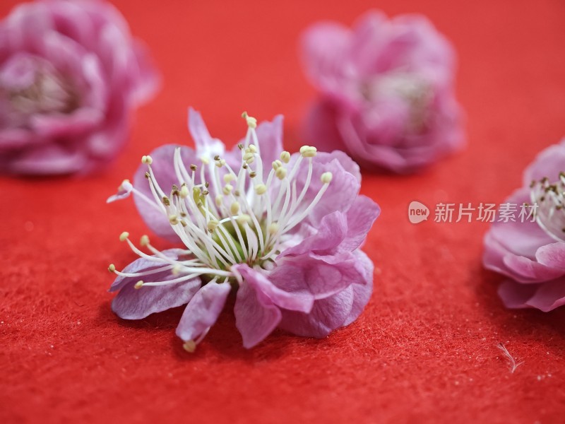 红色背景上的粉色花朵