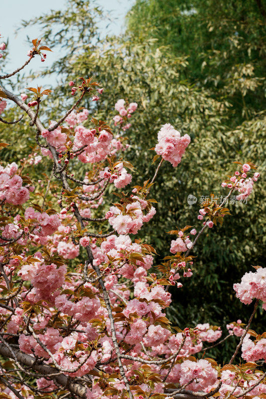 北京莲花池公园樱花