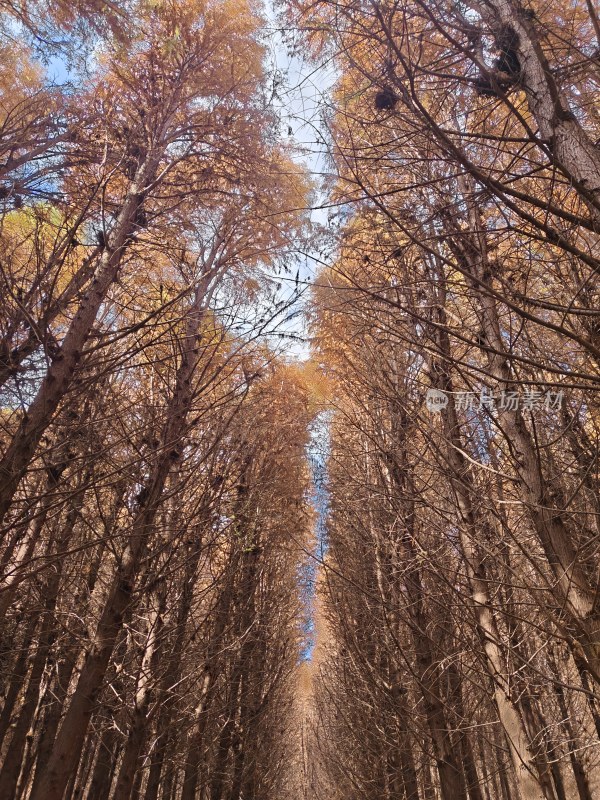 林间仰望视角下的树木林道景象