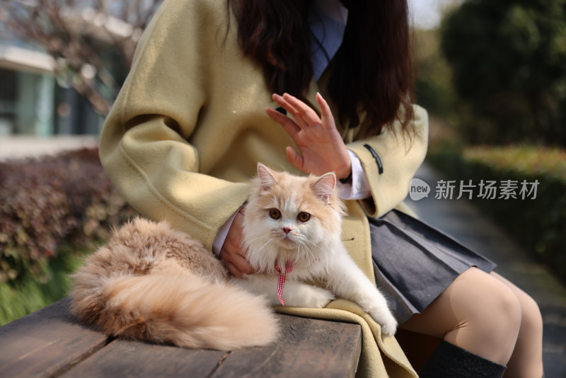 一个美女与宠物英国长毛猫的温馨互动