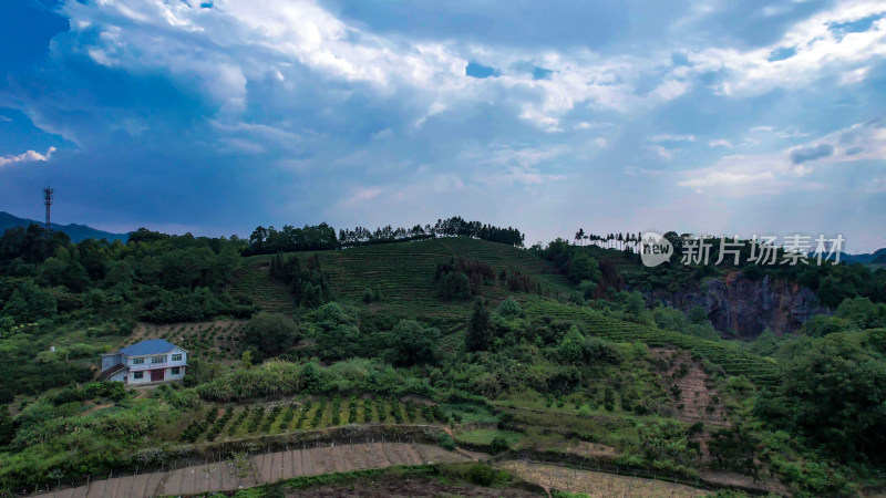 绿色茶园茶叶种植基地航拍