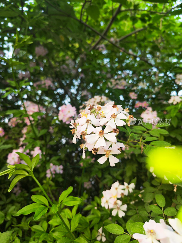 绿叶衬托下的粉白花朵盛开景象