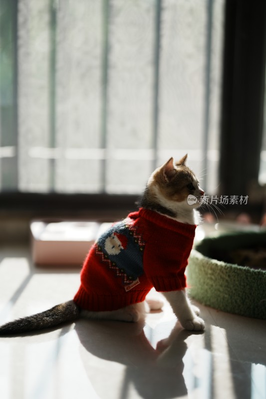 家里穿的衣服的小奶猫