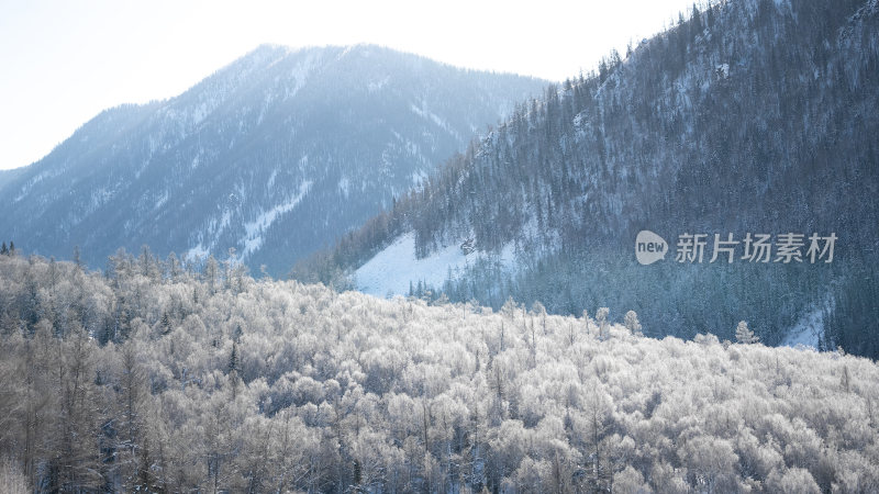 新疆森林大山雪景