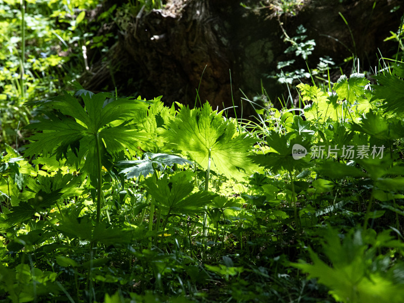 夏天新疆伊犁，阳光下森林中的草木和光影