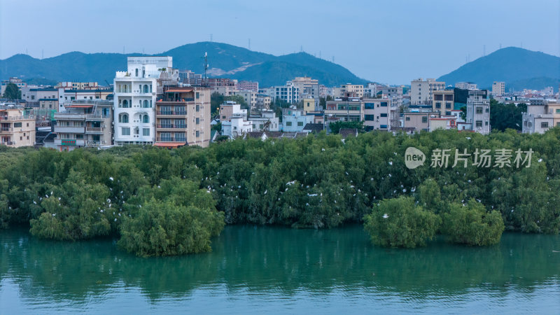 惠东县盐洲海洋湿地公园白鹭群