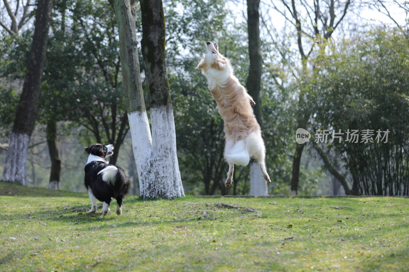 两只在公园里玩飞盘的边境牧羊犬