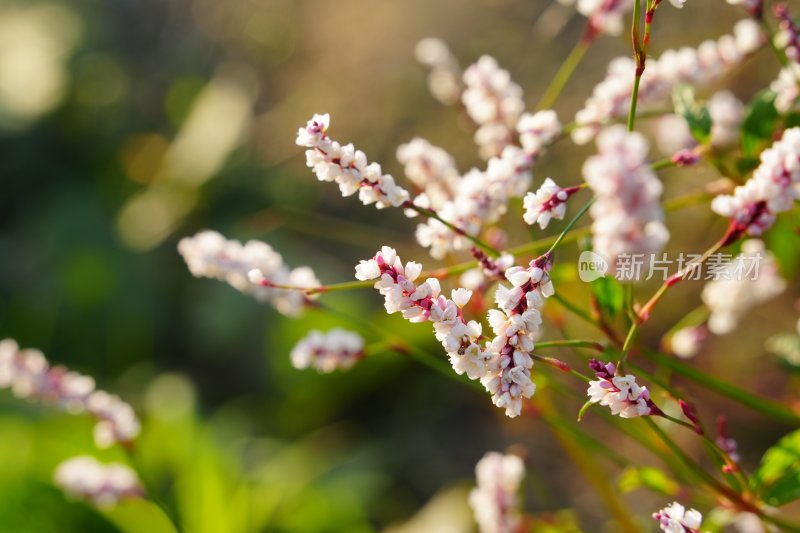 良渚公园 小花特写