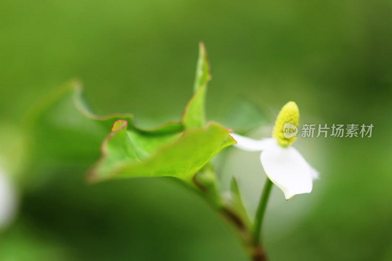 鱼腥草开花了