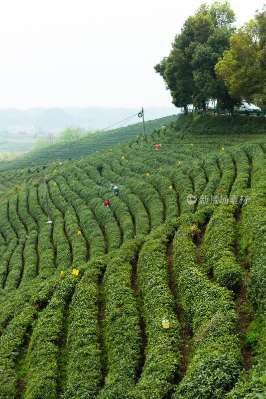 湖北省谷城县五山镇山茶茶园风景