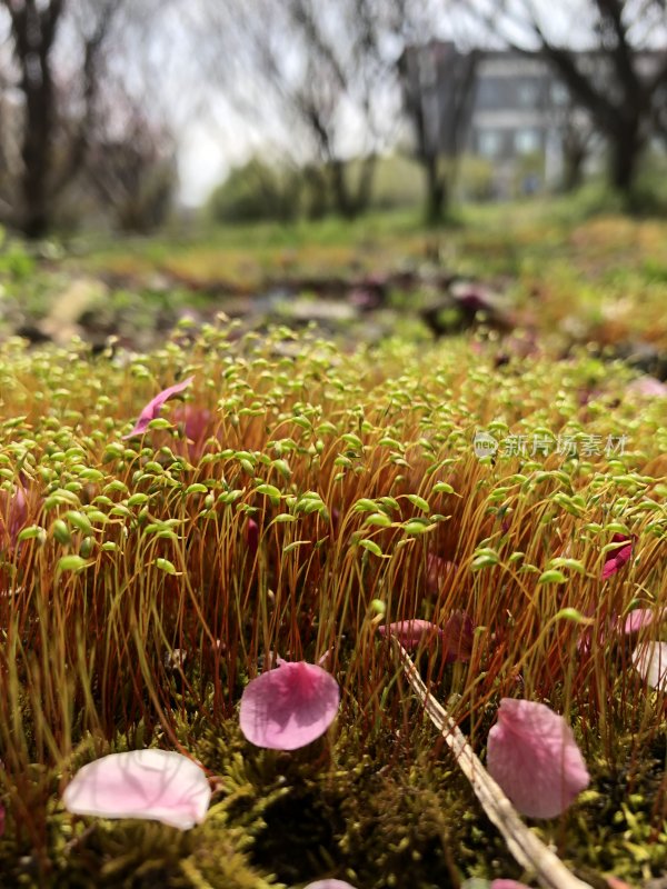 微距摄影 春天的苔藓和落花