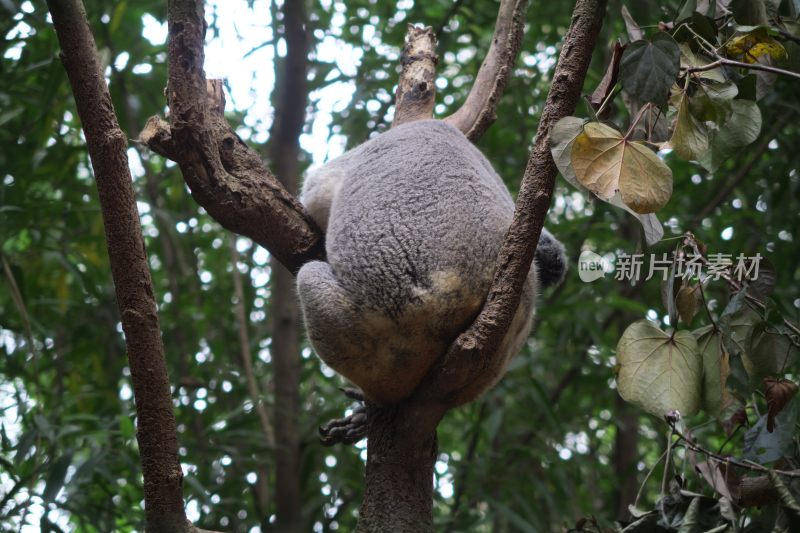 广州长隆动物园考拉屁股