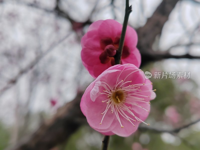 粉色梅花特写，花朵细节清晰可见