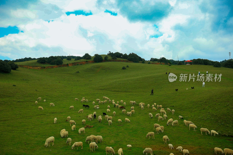 草原牧羊场景