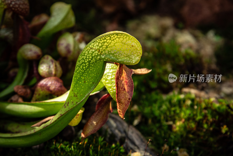 眼镜蛇瓶子草 食虫植物