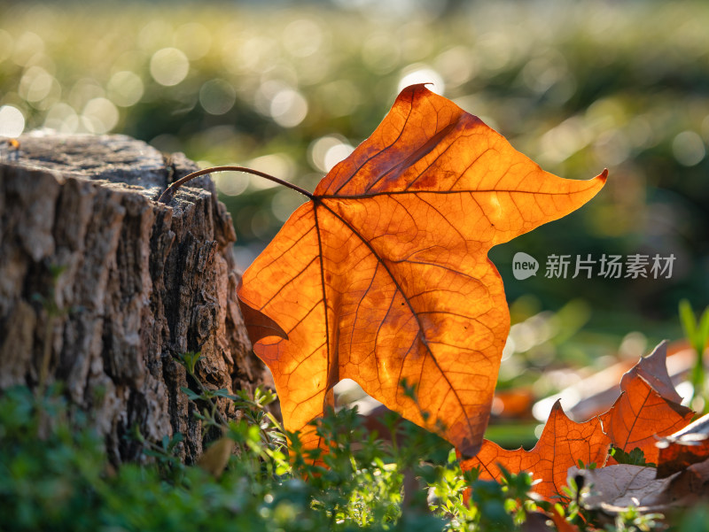 秋冬季节的落叶特写